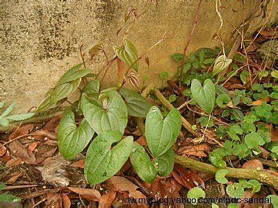 山藥盆栽|山藥種植方法－優優部落格｜痞客